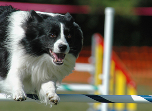 agility